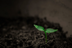 lone small plant sprouts from the dirt